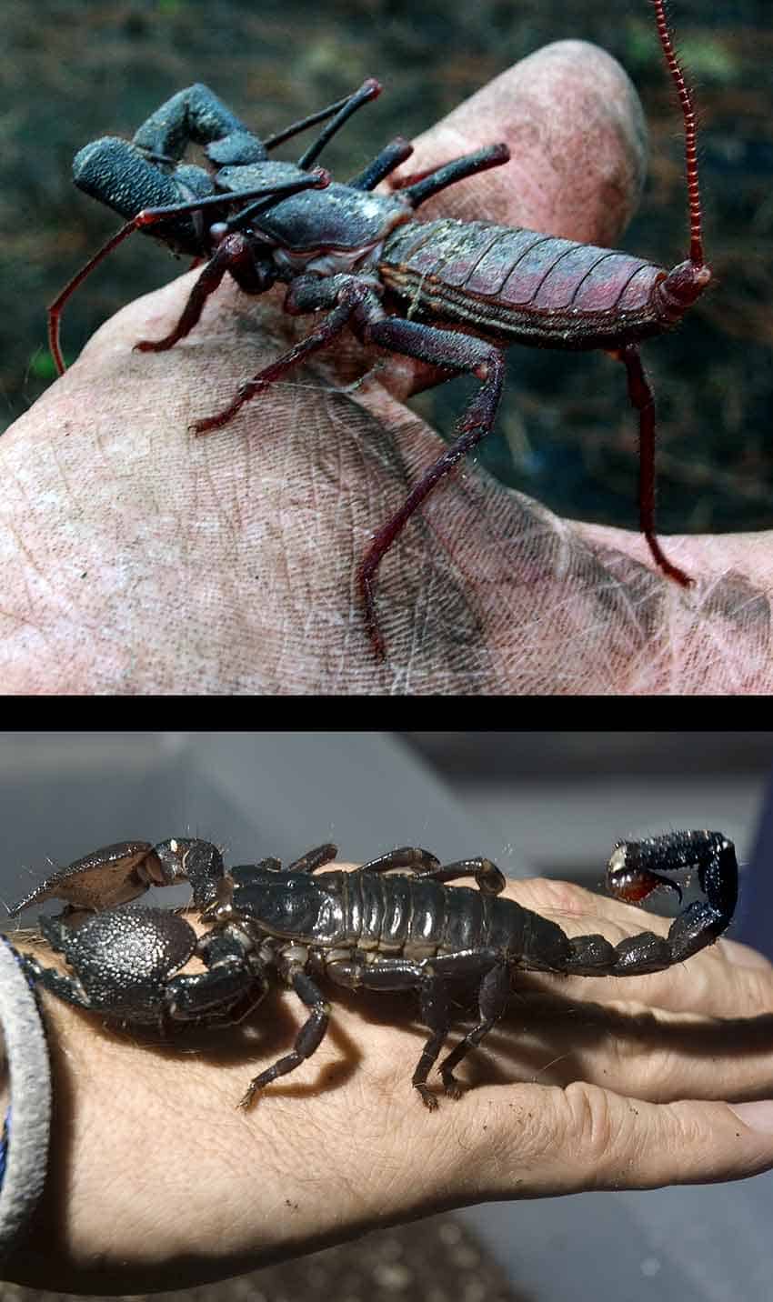 vinagrillo compared with emperor scorpion