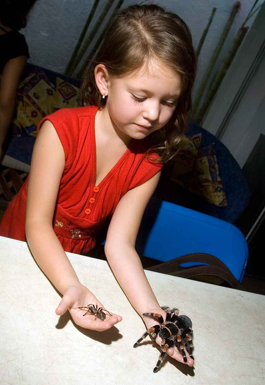 Mexican Redknee tarantula