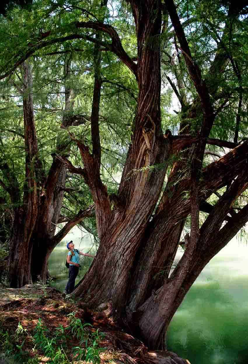 Montezuma cypress on Santillan River in Jalisco