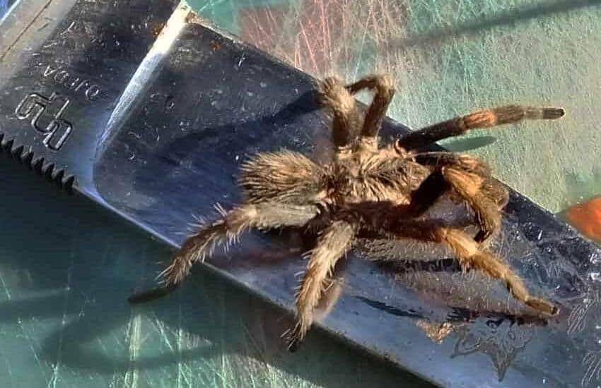 Magnacarina primaverensis tarantula