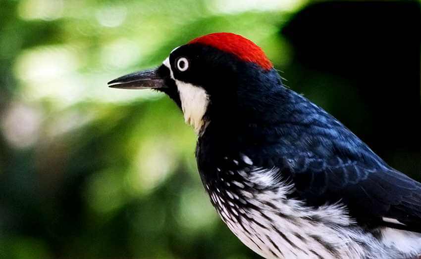 woodpecker in the Primavera Forest, Guadalajara