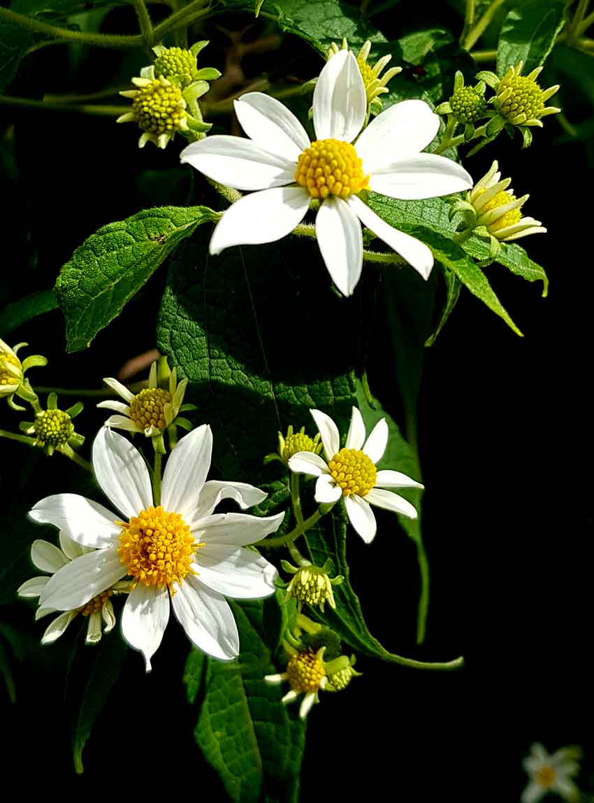 montanoa flowers