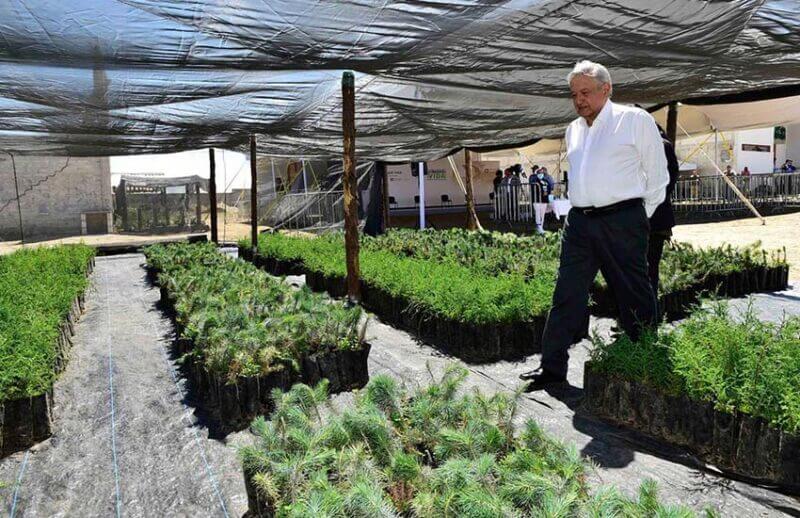 Sembrando Vida nursery in Perote, Veracruz