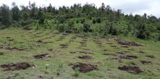 Deforestation in Mexico