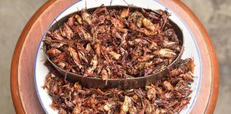 cooked grasshoppers