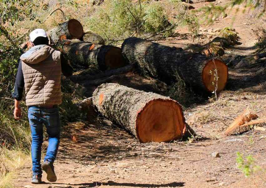 Illegal logging near Atlixco, Puebla.