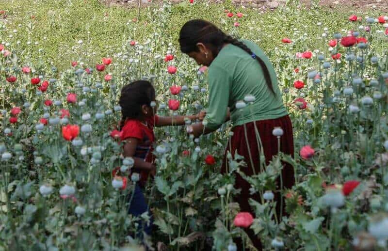 Mom and daughter in poppy field in Guerrero