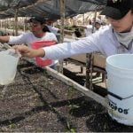 Sembrando Vida in Tabasco