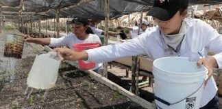 Sembrando Vida in Tabasco