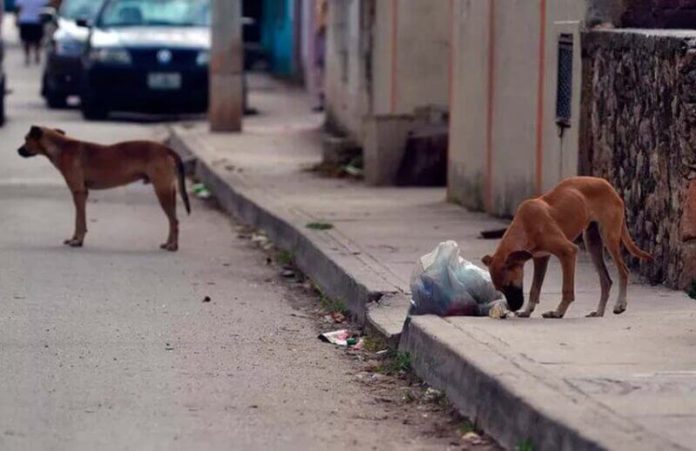 Stray dogs on the streets of Merida