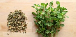 Mexican oregano