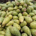 prickly pear cactus fruit