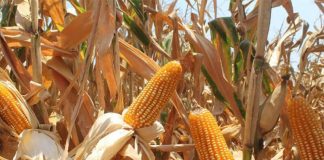 Mexico has never allowed the commercial cultivation of GM corn but it has permitted their importation for years, mainly for livestock feed.