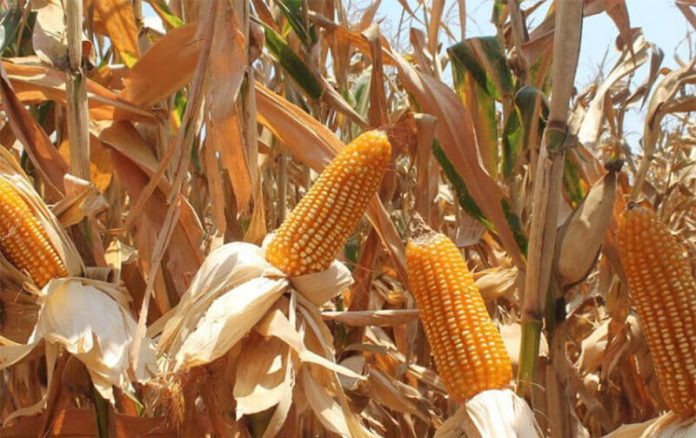 Mexico has never allowed the commercial cultivation of GM corn but it has permitted their importation for years, mainly for livestock feed.