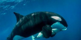 Orca and its offspring feed on dolphin meat in the waters off Los Cabos.