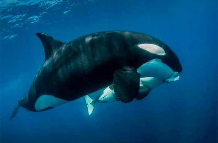 Orca and its offspring feed on dolphin meat in the waters off Los Cabos.