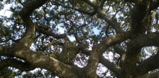 The netleaf oak, or encino in Spanish, is one of Mexico's many native trees.