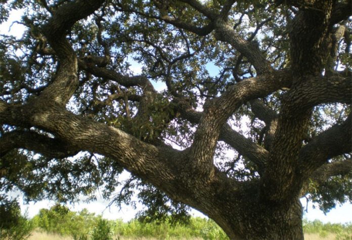 The netleaf oak, or encino in Spanish, is one of Mexico's many native trees.
