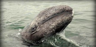 Grey whale in Ojo de Liebre Lagoon