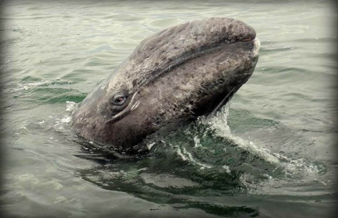 Grey whale in Ojo de Liebre Lagoon