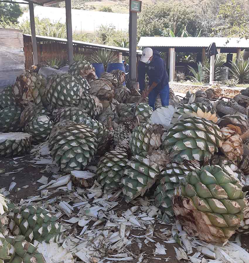Agave pinas at Lalocura mezcal distillery in Oaxaca