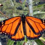 monarch butterflies at Guadalajara Metro Park