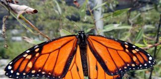 monarch butterflies at Guadalajara Metro Park