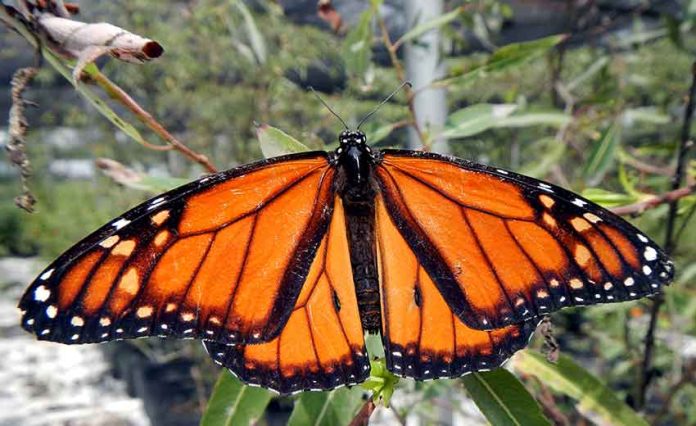 monarch butterflies at Guadalajara Metro Park