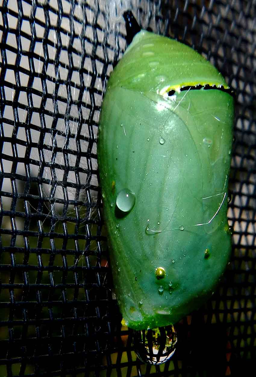 at Guadalajara's Metro Park