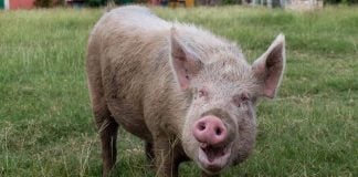 Yum Kaax Animal Rescue Centre