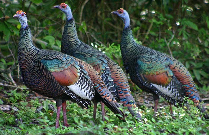 Wild ocellated turkeys