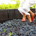 wine grape stomping at La Redonda Vineyards