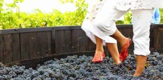 wine grape stomping at La Redonda Vineyards