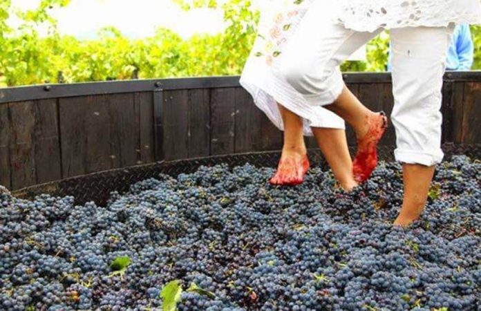 wine grape stomping at La Redonda Vineyards