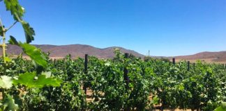 Vinícola Bajalupano