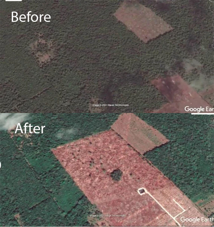 Google Earth images show the same plot of land before and after entering the Sembrando Vida program.