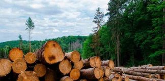 Land has been cleared in various states so as to qualify for the Sembrando Vida social program.