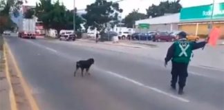 A dog crosses a busy Oaxaca street in safety.