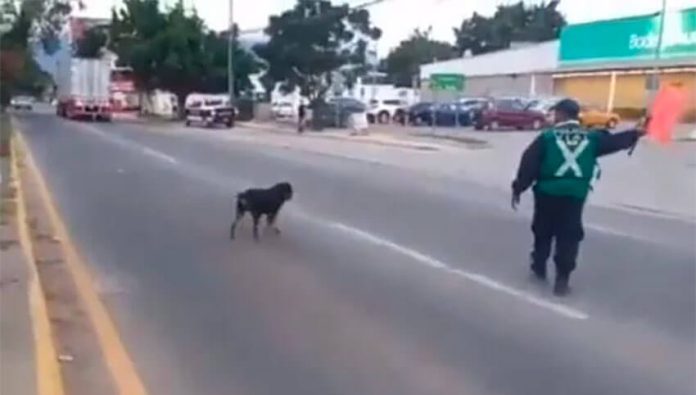 A dog crosses a busy Oaxaca street in safety.