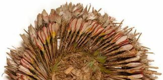 What was thought to be the headdress of Cuauhtémoc.