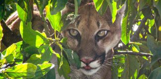 The cougar among the leaves of an avocado tree.