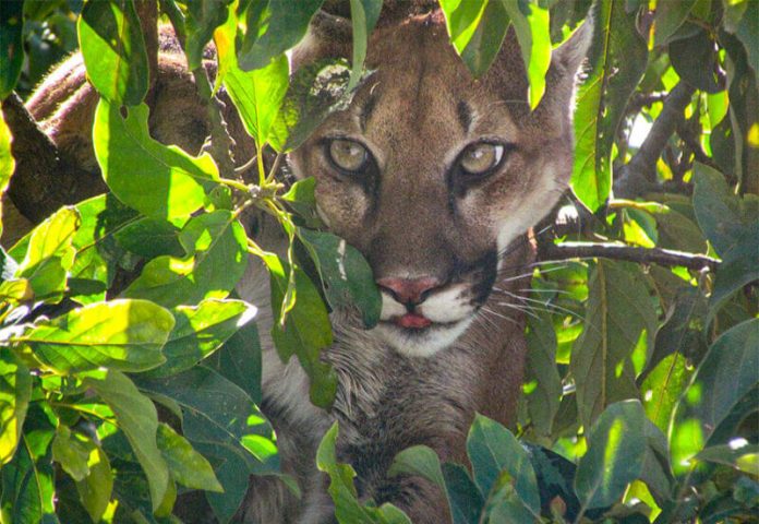 The cougar among the leaves of an avocado tree.