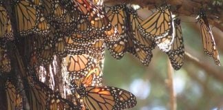 JM Butterfly B&B Macheros, Mexico state