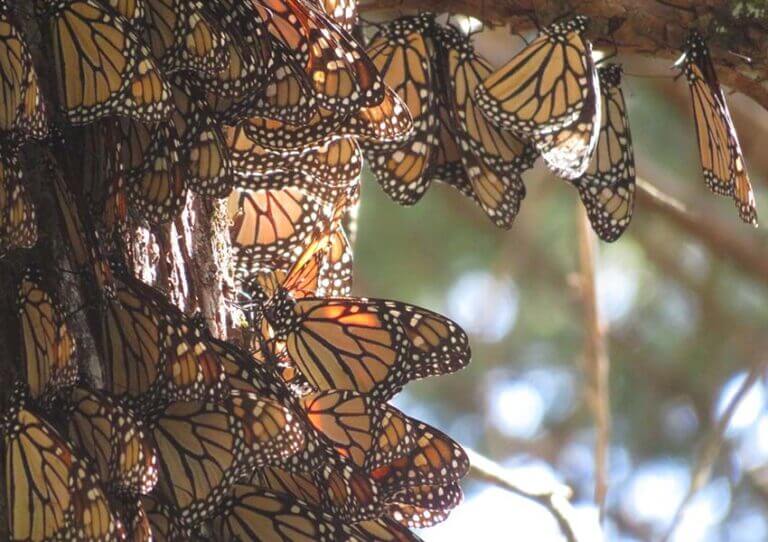 Butterfly chaser: how Mexico’s monarchs helped an expat find a new life Butterfly chaser: how Mexico’s monarchs helped an expat find a new life