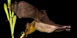 Tequila bat pollinating agave
