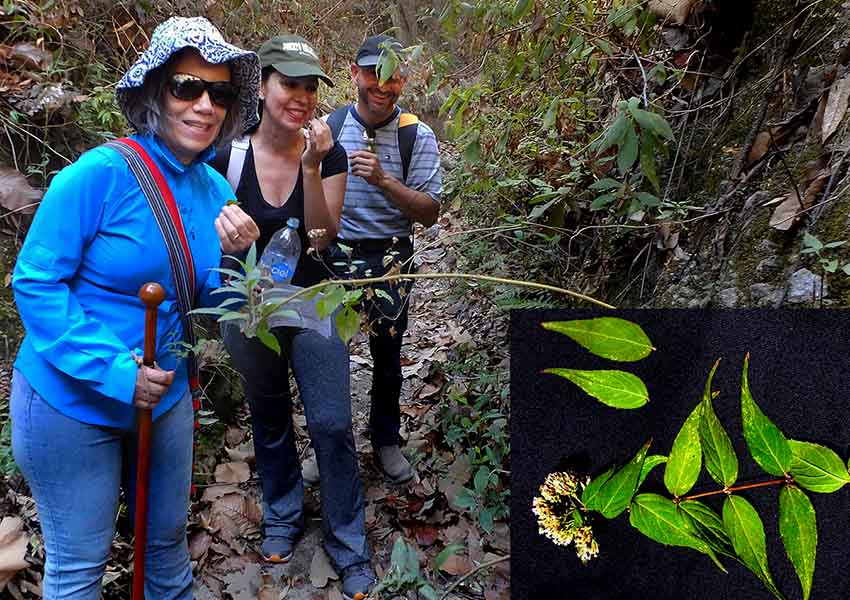 Hikers with wild mint