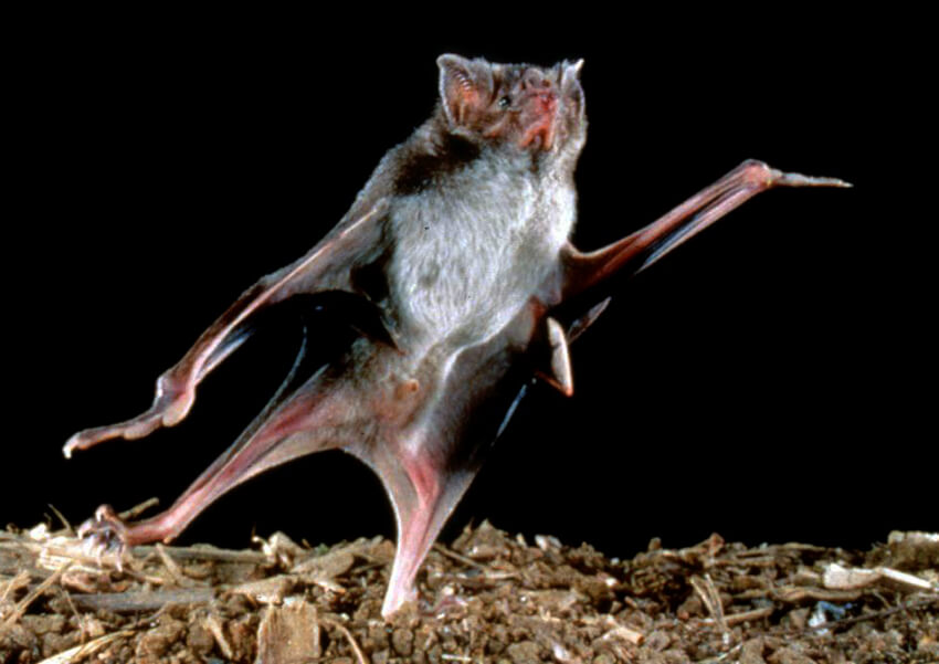 Vampire bat