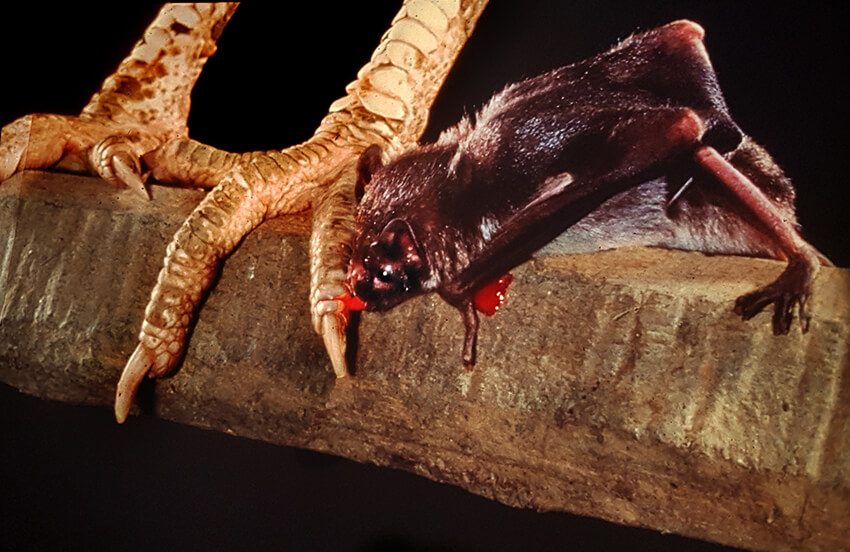 vampire bat feeding on wild turkey