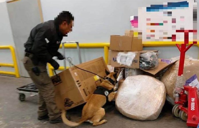 drug dog at Toluca Airport