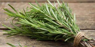 Rosemary